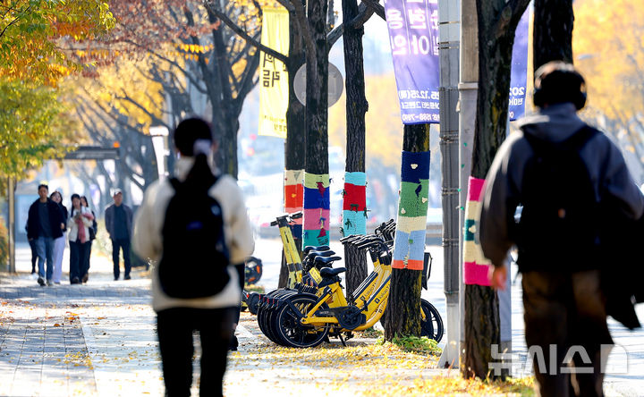 [대구=뉴시스] 이무열 기자 = 완연한 가을 날씨를 보인 24일 대구 북구 경북대학교 인근 나무에 겨울철 해충 방제를 위한 잠복소가 둘러져 있다. 2025.11.24. lmy@newsis.com