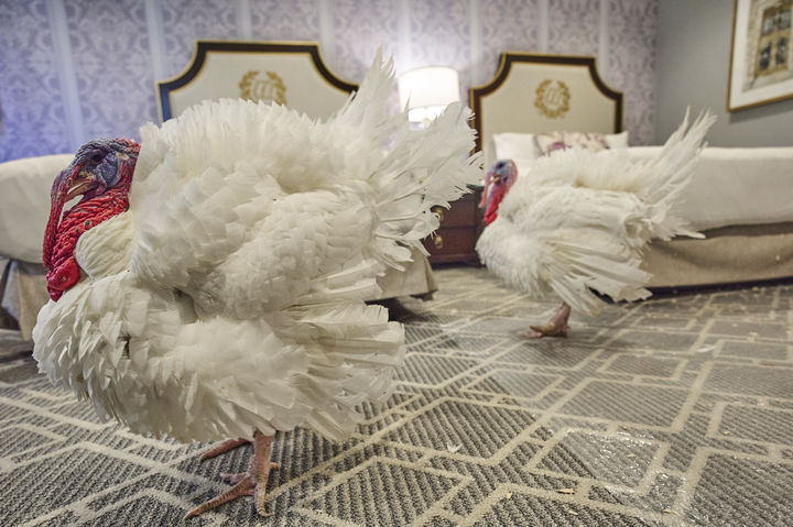 여생 보장 받은 올해의 추수감사절 사면 칠면조들 - 뉴스 썸네일 이미지