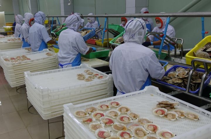 [부산=뉴시스] 태국 현지 공장에서 일본산 가리비 손질하는 모습. (사진=부산본부세관 제공) 2025.11.25. photo@newsis.com&nbsp; *재판매 및 DB 금지