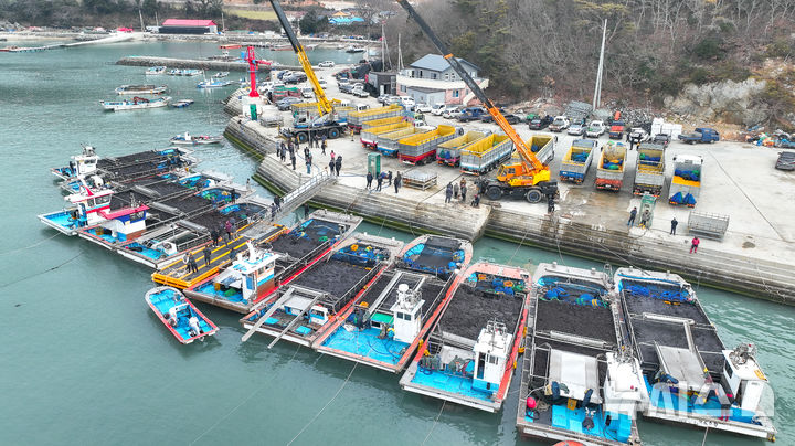 [광주=뉴시스] 완도군은 25일 군외면 당인리에서 첫 위판이 실시된 이후 물김 채취가 본격화되고 있다고 밝혔다. (사진=완도군 제공). 2025.11.25. photo@newsis.com *재판매 및 DB 금지