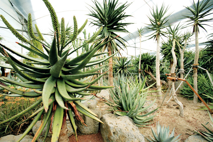 [서울=뉴시스] 김정문알로에의 알로에숲. (사진=김정문알로에 제공) *재판매 및 DB 금지