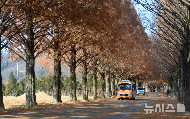 [진안=뉴시스] 김얼 기자 = 전북 진안군 부귀면 메타세쿼이아길이 붉게 물들고 있다. 2025.11.26. pmkeul@newsis.com
