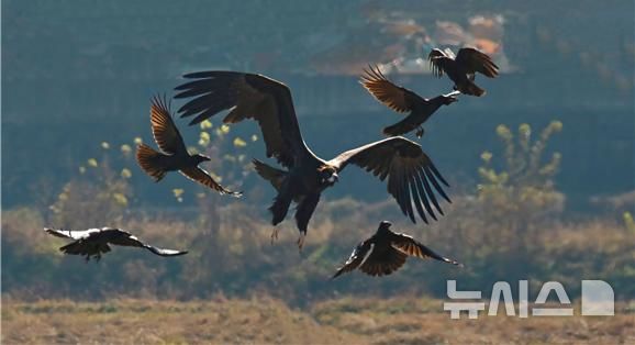[김해=뉴시스]김해 화포천 먹이주기. (사진=김해시 제공). 2025.11. 28. photo@newsis.com