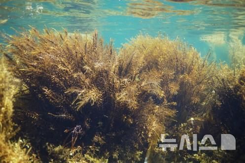 [서울=뉴시스] 삼나무말.