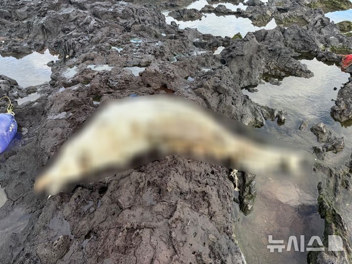 [제주=뉴시스] 28일 오전 제주시 삼양해수욕장에서 남방큰돌고래 사체가 발견됐다. (제주해양경찰서 제공) 2025.11.28. photo@newsis.com