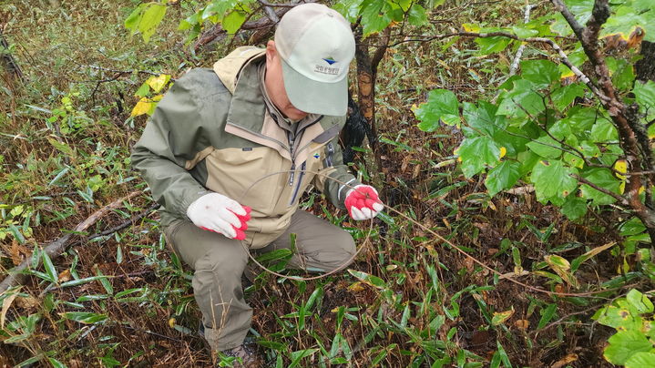 [평창=뉴시스] 오대산국립공원 사무소가 국립공원 내와 그 일원에서 야생동물 포획을 위해 불법으로 설치한 올무를 제거하고 있다.(사진=오대산사무소 제공)photo@newsis,com *재판매 및 DB 금지