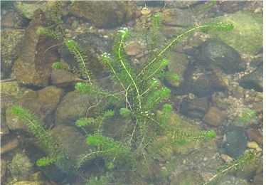 [세종=뉴시스] 검정말 *재판매 및 DB 금지