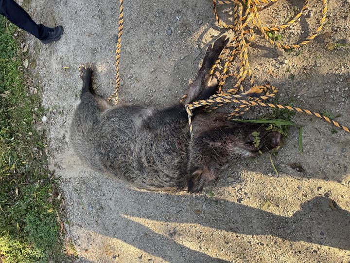 [부산=뉴시스] 29일 오후 2시15분께 금정구의 한 아파트에 멧돼지 한마리가 출몰해 80대 주민 A씨를 들이받았다. (사진=부산소방재난본부 제공) 2025.11.29. photo@newsis.com *재판매 및 DB 금지