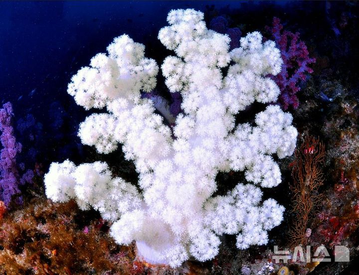 [서울=뉴시스] 흰수지맨드라미(Dendronephthya alba).