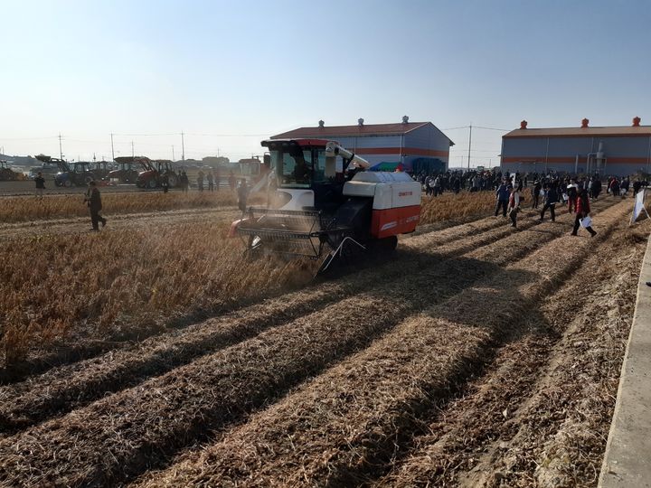 [세종=뉴시스] 콩 청자5호 성숙기 전경. (사진=농촌진흥청 제공) *재판매 및 DB 금지