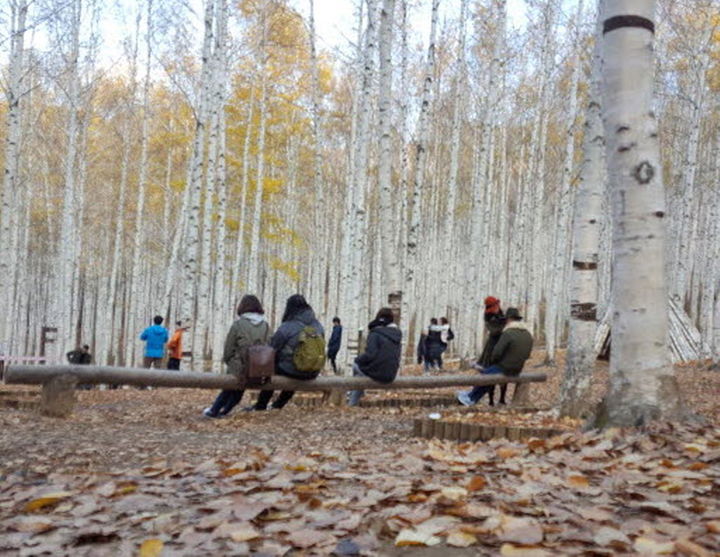 [인제=뉴시스] 1일 인제군(군수 최상기)은 제1호 고향사랑기금사업 “인제시티투어” 노선 운영이 내년 하반기 본격화 된다 고 밝혔다. 사진은 인제군 대표 관광지 자작나무숲. 인제군 제공. *재판매 및 DB 금지