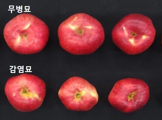 [세종=뉴시스] 무병묘 효과 분석. (사진=농림식품기술기획평가원 제공) *재판매 및 DB 금지