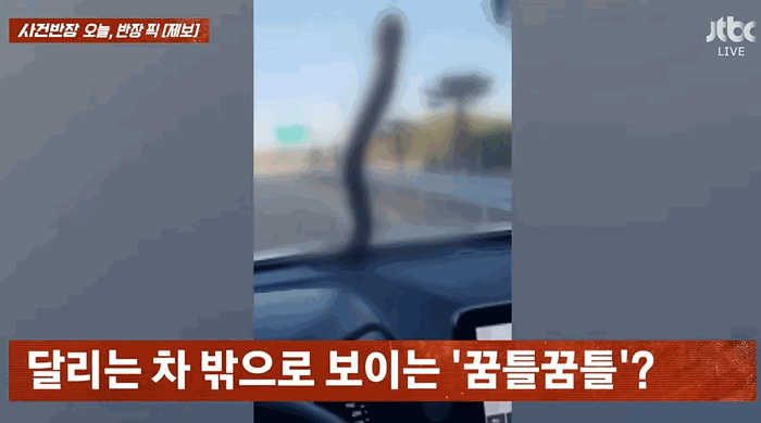 [뉴시스] 지난 1일 JTBC '사건반장'에는 2m에 달하는 대형 구렁이가 주행 중인 차량에 올라타 몇십분째 떨어지지 않는 모습이 담긴 영상이 공개됐다. (사진=JTBC 사건반장 갈무리) *재판매 및 DB 금지