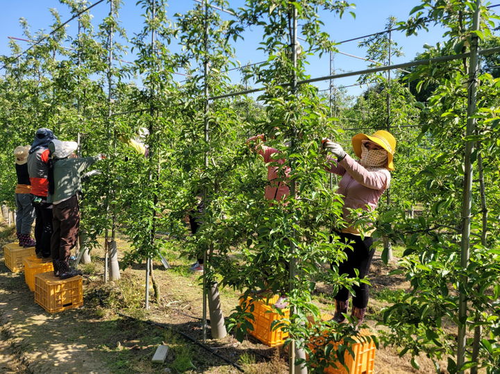 농촌 계절근로자 상반기 9.2만명 역대 최대…안전·임금체불 보험 의무화