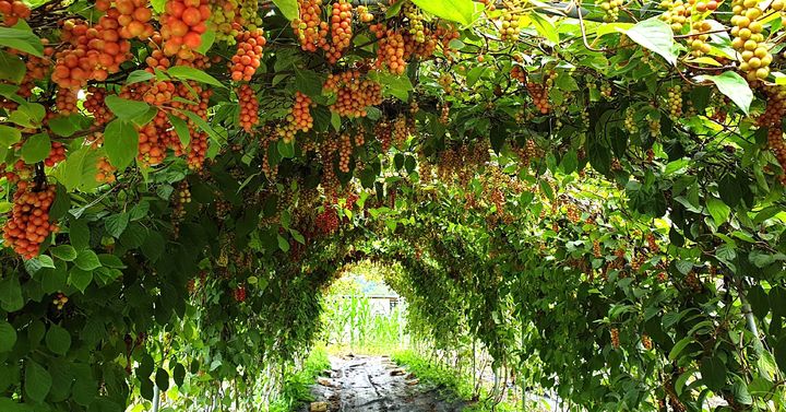 단양 오미자 농장 *재판매 및 DB 금지