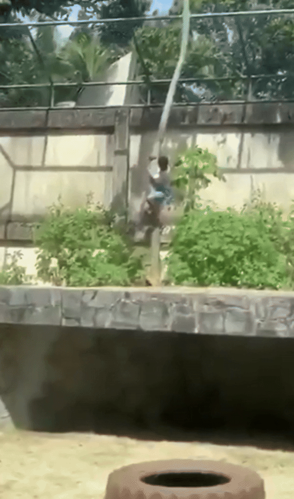 [뉴시스] 브라질 파라이바주 주앙페소아 아루다 카마라 동·식물원의 사자 우리에 침입한 10대 남성이 암사자의 공격을 받아 숨지는 사고가 발생했다. 일부 관람객이 촬영해 공개한 당시 사고 현장. (사진 = 엑스 갈무리) 2025.12.02. *재판매 및 DB 금지