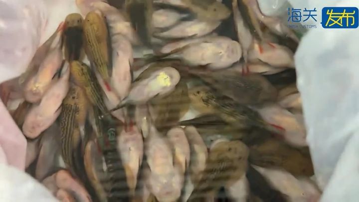 [뉴시스] 압수한 미꾸라지과 물고기. (사진=웨이보 캡처) *재판매 및 DB 금지