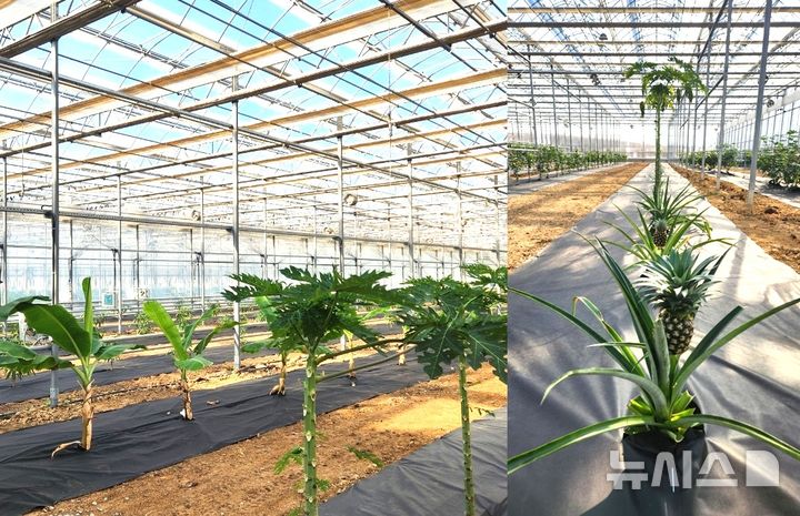 영천시 북안면 반정리 아열대 스마트팜단지