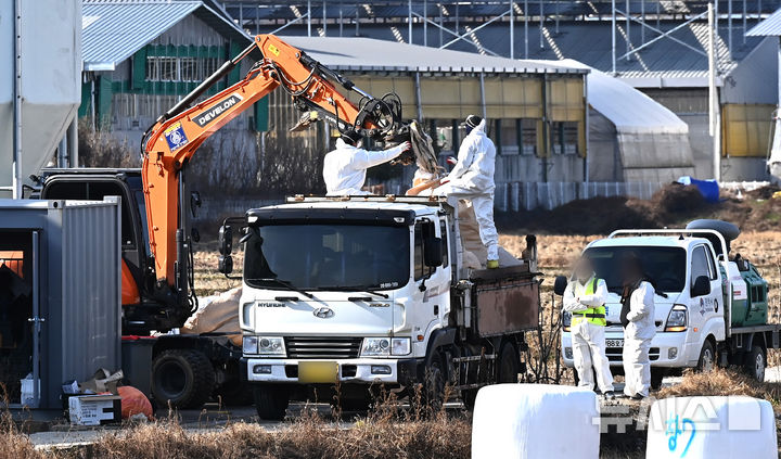 [평택=뉴시스] 김종택기자 = H5형 조류인플루엔자 항원이 검출된 경기 평택시 한 산란계 농장에서 2일 관계자들이 살처분 작업을 하고 있다. 2025.12.02. jtk@newsis.com