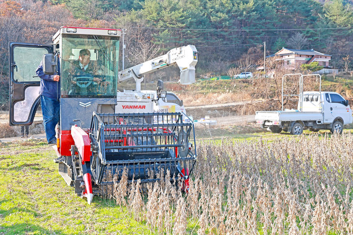 [산청=뉴시스] 이승화 경남 산청군수 콩콤바인 작업 모습. (사진=산청군 제공) 2025.12.03. photo@newsis.com *재판매 및 DB 금지