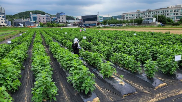 [안동=뉴시스] 경북농업기술원 돼지감자 포장. (사진=경북도 제공) 2025.12.03. photo@newsis.com *재판매 및 DB 금지