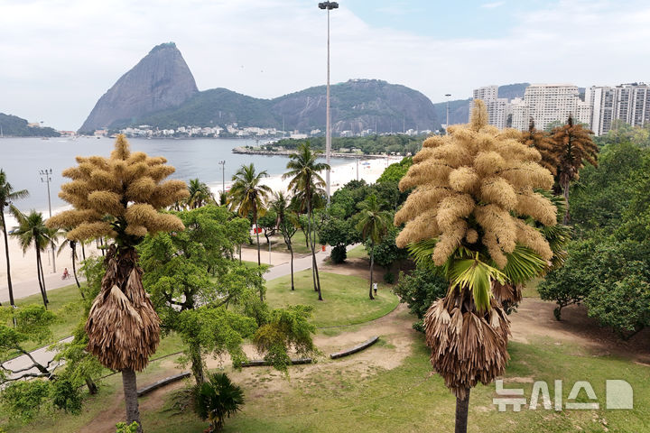 [AP/뉴시스] 브라질 리우데자네이루 공원에서 탈리포트 야자가 일생에 한 번인 거대한 크기의 꽃을 피우고 서 있다