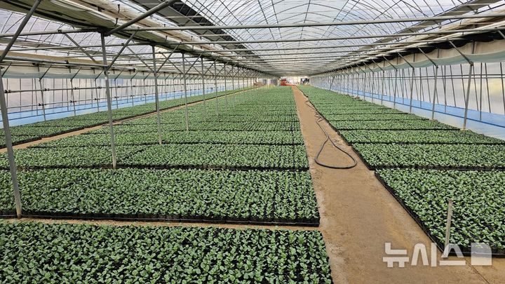 [안양=뉴시스] 꽃 양묘장에 조성된 맨발의 길. (사진=안양시 제공).2025.12.04.photo@newsis.com