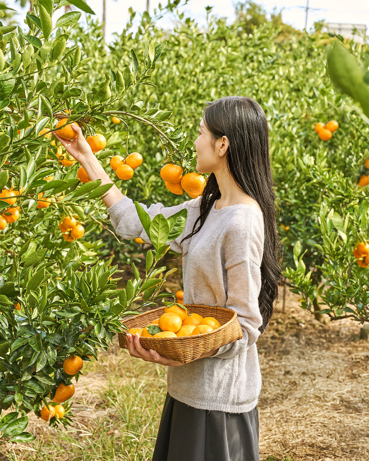[서울=뉴시스] 제주신라호텔이 선보인 '시트러스 제주' 프로그램(사진=호텔신라 제공) *재판매 및 DB 금지
