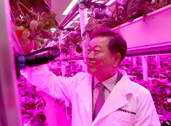 [광명=뉴시스]박승원 광명시장이 11월22일 '광명동굴 딸기 스마트팜' 개소식에 참석해 스마트팜 재배시설을 둘러보고 있다.(사진=광명시 제공)2025.12.05.photo@newsis.com *재판매 및 DB 금지