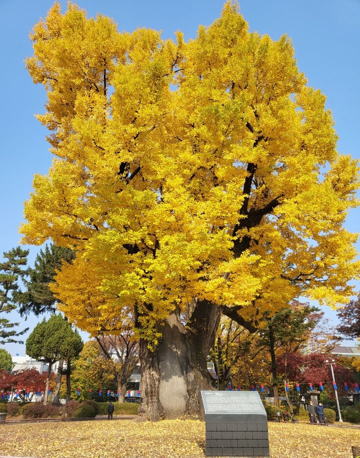 [청주=뉴시스] 청주 중앙공원 압각수. photo@newsis.com *재판매 및 DB 금지