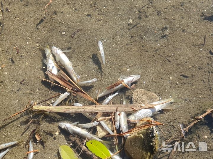 [안양=뉴시스] 안양 명학대교 인근의 물고기 폐사 현장. (사진=안양·군포·의왕 환경운동연합 제공).2025.12.04.photo@newsis.com 
