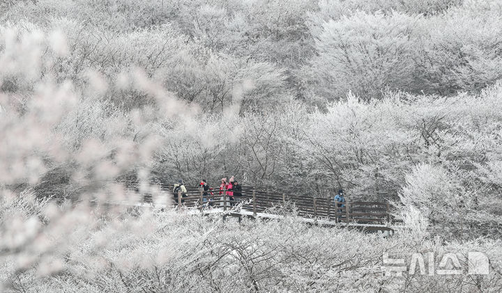 [제주=뉴시스] 우장호 기자 = 기습 추위가 절정에 달한 4일 오전 제주 한라산 1100고지를 찾은 관광객들이 활짝 피어난 상고대를 감상하며 겨울 정취를 만끽하고 있다. 2025.12.04. woo1223@newsis.com