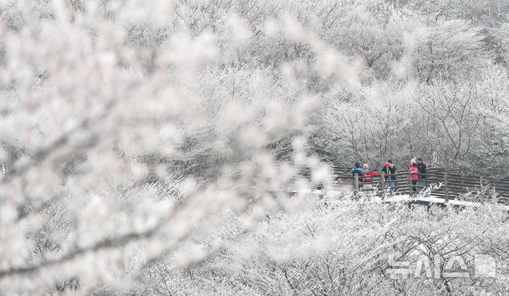[제주=뉴시스] 우장호 기자 = 기습 추위가 절정에 달한 4일 오전 제주 한라산 1100고지를 찾은 관광객들이 활짝 피어난 상고대를 감상하며 겨울 정취를 만끽하고 있다. 2025.12.04. woo1223@newsis.com