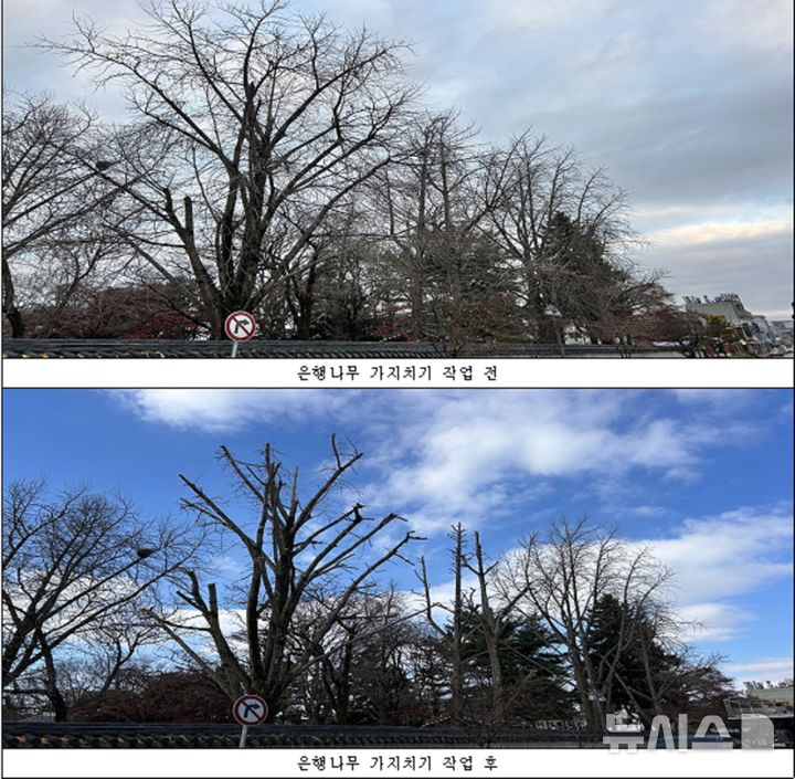 [전주=뉴시스]윤난슬 기자 = 전북 전주시는 국가유산(사적)인 경기전 내 은행나무의 낙하 사고 예방과 균형 있는 생육 관리를 위해 위험 가지 정비 작업에 착수했다고 5일 밝혔다. (사진=전주시 제공) photo@newsis.com 