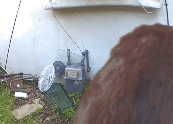 [뉴시스] 최근 AP통신 등 외신들에 따르면 반년 가까이 정체불명의 소음을 내며 숨어 살던 불청객의 정체가 거구의 '야생 흑곰'인 것으로 드러났다. (사진=뉴욕타임즈 갈무리) *재판매 및 DB 금지