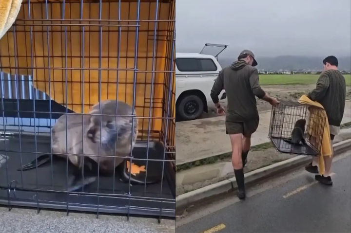 [서울=뉴시스] 아기 물개는 구조대에게 안전히 구조돼 야생으로 돌려보내졌다.(사진출처: 뉴욕포스트 캡처)2025.12.05.