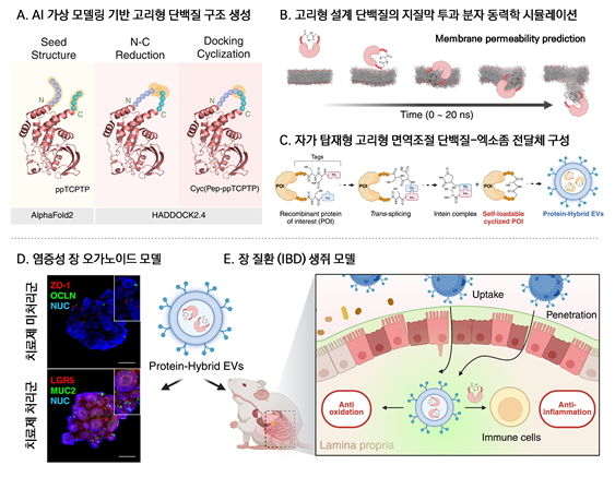 [서울=뉴시스] 연구 관련 이미지. 염증성 장질환 (IBD) 치료를 위한 면역 조절 단백질 탑재형 엑소좀 전달체의 기술 개요. (사진=한양대 제공) 2025.12.05. photo@newsis.com *재판매 및 DB 금지