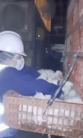 [서울=뉴시스] 동물 복지 활동가 조이 로젠버그가 닭 4마리를 구출하고 있다. (사진출처: 조이 로젠버그 인스타그램 계정(@zoe_rooster))2025.12.04  *재판매 및 DB 금지 *재판매 및 DB 금지