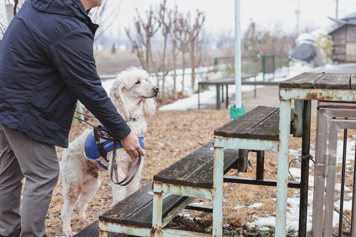 [서울=뉴시스] 한국장애인도우미견협회에서 장애인보조견 훈련 중인 모습. (사진=협회 제공) 2025. 12. 6. *재판매 및 DB 금지