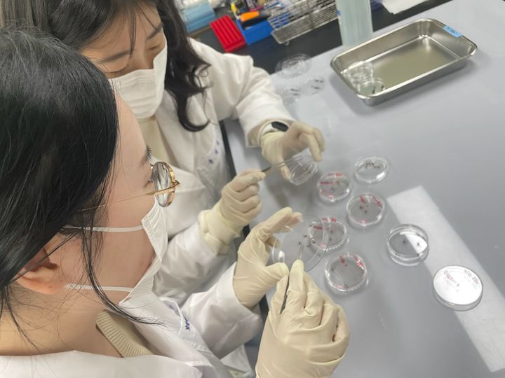 충북보건환경연구원 DMS 채집 모기 분류 모습. (사진=충북도보건환경연구원 제공) *재판매 및 DB 금지