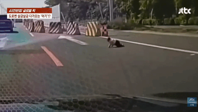 [뉴시스]중국의 한 고속도로에서 아기가 기어다니고 있다. (영상 = JTBC 사건반장 갈무리) *재판매 및 DB 금지