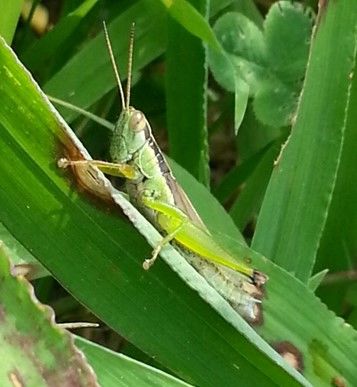 [세종=뉴시스] 농촌진흥청은 곤충단백질 새 이름을 '파워프로틴-아이(I)'로 확정했다고 7일 밝혔다. 곤충 식품에 대한 소비자 인식을 개선하고 곤충단백질의 효능과 가치를 친숙하게 알리기 위한 차원이다. (사진=농진청 제공) 2025.12.06. photo@newsis.com *재판매 및 DB 금지