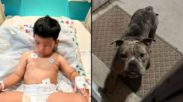 [뉴시스] 미국 텍사스 휴스턴에서 길을 잃은 개가 3살 아이의 얼굴을 물어 치아까지 손실되는 사고가 발생했다. (사진 = 데일리메일 갈무리) 2025.12.07. *재판매 및 DB 금지