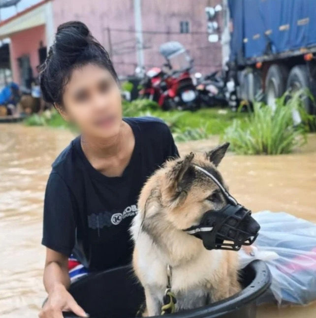 [뉴시스] 태국 남부를 덮친 기록적인 폭우와 홍수로 대규모 침수 피해가 발생한 가운데, 한 여성이 반려동물과 함께하기 위해 구조를 거부한 사연이 알려졌다. 사진은 여성이 반려동물과 탈출을 시도하는 장면. (사진 = SCMP 갈무리) 2025.12.08. *재판매 및 DB 금지