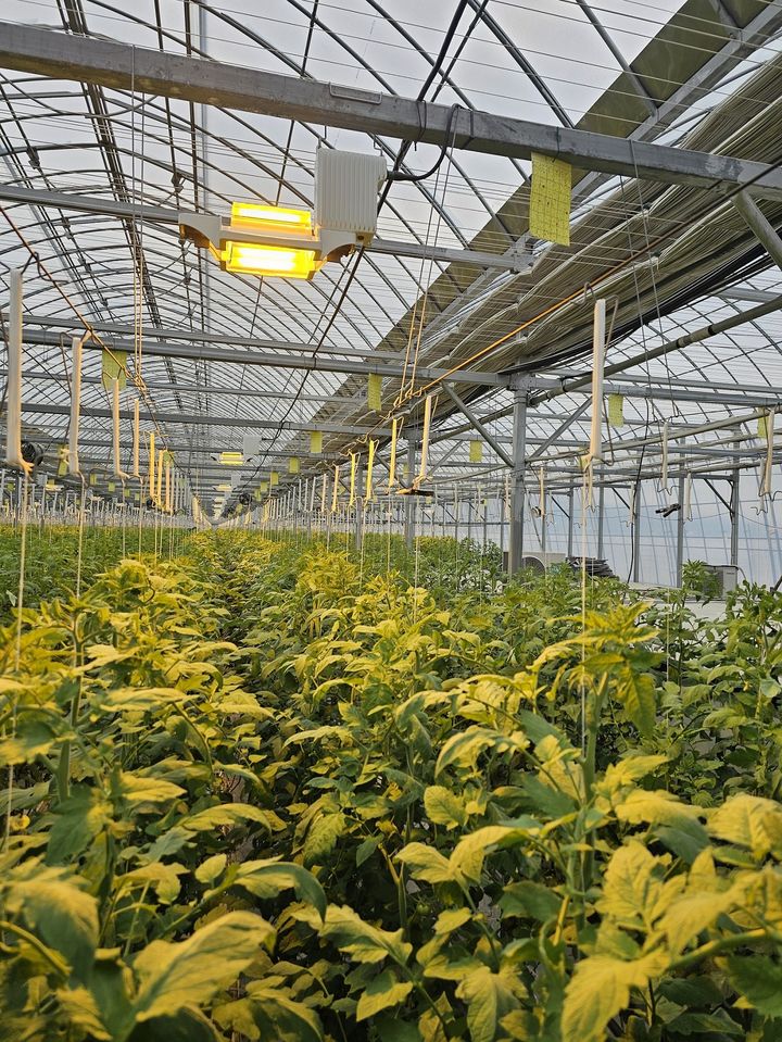 [창원=뉴시스] 강경국 기자 = 경남 창원시 토마토 재배 농가에 설치한 보광등. (사진=창원시청 제공). 2025.12.08. photo@newsis.com *재판매 및 DB 금지