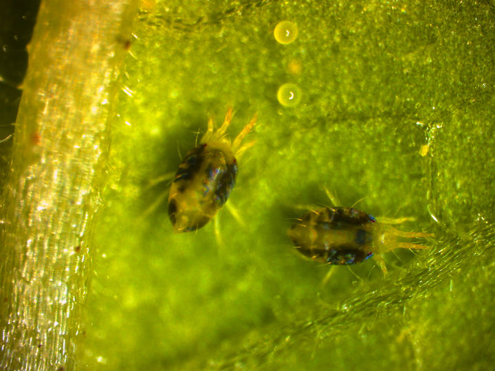 [세종=뉴시스] 사진은 점박이응애 성충(어른벌레)과 알 모습. (사진=농촌진흥청 제공) 2025.12.08. photo@newsis.com *재판매 및 DB 금지