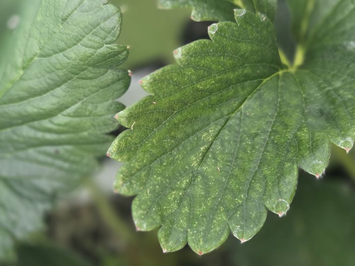 [세종=뉴시스] 사진은 점박이응애 피해 딸기 잎. (사진=농촌진흥청 제공) 2025.12.08. photo@newsis.com *재판매 및 DB 금지