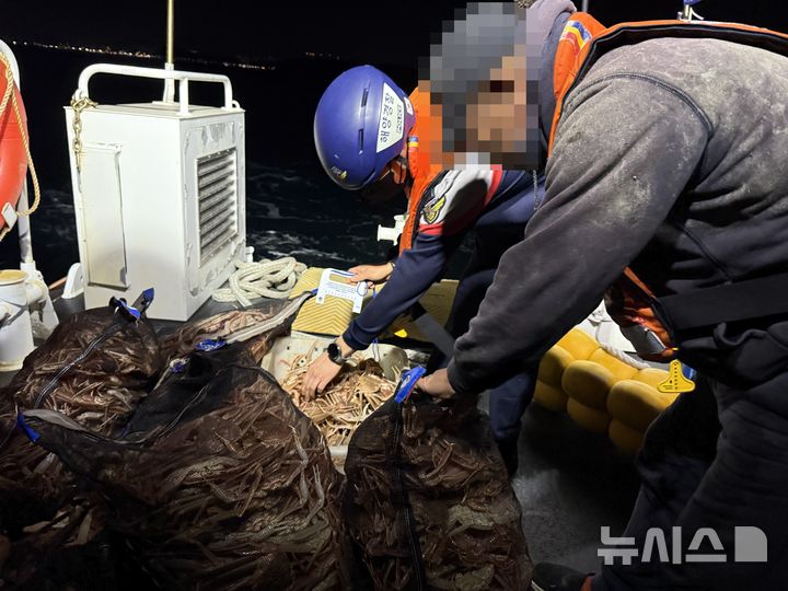 [포항=뉴시스] 안병철 기자 = 지난 7일 오후 6시5분께 경북 포항시 북구 한 항구에서 체장미달 대게 647마리를 불법으로 포획하고 은닉·판매한 70대 선장이 해경에 검거됐다.(사진=포항해양경찰서 제공) 2025.12.08. photo@newsis.com