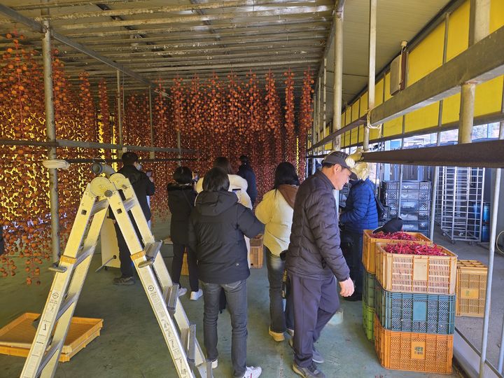 [논산=뉴시스]논산시 홍보단(소셜미디어 서포터즈)이 12일 개막하는 양촌곶감축제장을 찾았다. 2025. 12. 08 photo@newsis.com *재판매 및 DB 금지
