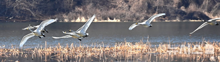 [경기광주=뉴시스] 김종택 기자 = 8일 경기 광주시 경안천습지생태공원에서 천연기념물 제201-1호 큰고니(백조)들이 비상하고 있다. 2025.12.08. jtk@newsis.com